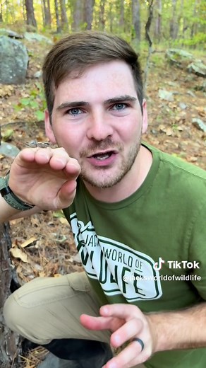 Read it slowly: THESE ARE NOT KISSING BUGS AND DO NOT CARRY CHAGAS DISEASE. #assassinbug #bug #bugs #truebugs #hemiptera #wheelbug