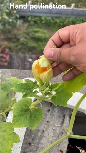 Hand pollination- How to do hand pollination