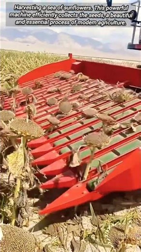 How a combine harvester efficiently collects sunflower seeds from the field.