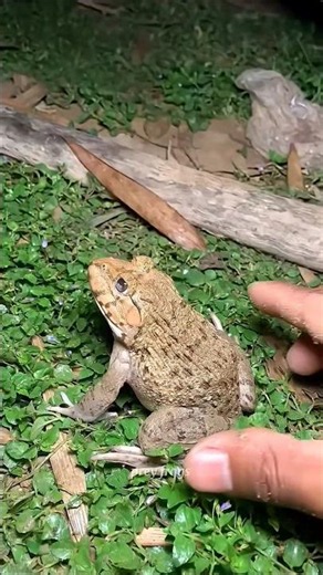 Funny frogs Catching |Wep wep catching frogsfunny |boing catch frogs make you laugh 🤣😱 #funny