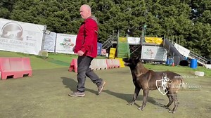 9.7K views · 310 reactions | A little training with my own 2 dogs this morning with Ragnor the Malinois & Lana the female Dobermann. This is the first time using the new tracking camera that my beautiful daughter Samantha bought me and it was awesome ❤️ | K9 Training Services: Dog Training Centre of Excellence | Facebook