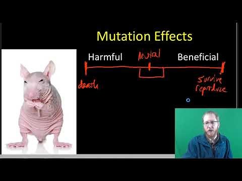 Mutation Causes and Effects