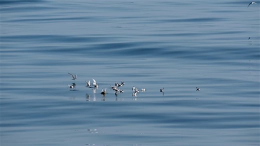 4.2K views · 91 reactions | MS Fram sailed from the southernmost to...