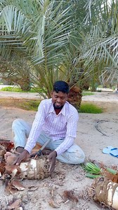 চারাগুলো কাটিং করে #facebookreels #see #Date #Work #foryou | MD Joshim