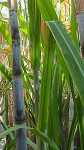 Plante de canne à sucre qui : vidéo de stock (100 % libre de droit) 3992870815 | Shutterstock