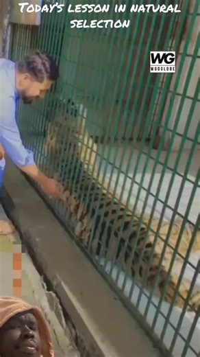 Would you put your fingers in a tiger cage? #Tiger. #Digits. | Amanual Angoi Comedy