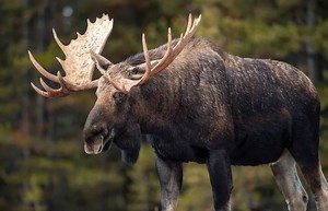 Discover the Largest Moose Ever Caught in Maine