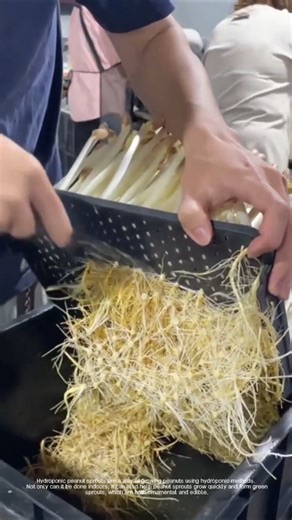 Hydroponic peanut sprout planting method