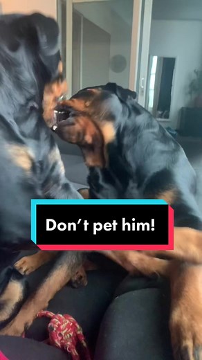 Crazy Rottweiler Funny Moments