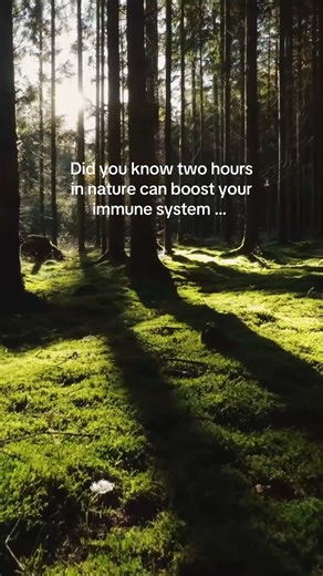 Benefits of a Two-Hour Session Reduced Stress: Time in the forest helps lower levels of the stress hormone cortisol. Improved Physical Health: It can support healthy blood pressure and help regulate blood sugar levels. Boosted Immunity: Breathing in phytoncides—natural compounds released by trees—can strengthen the immune system by enhancing natural killer (NK) cell activity, which helps the body fight infections and illness. Enhanced Mental Well-being: Regular practice has been shown to lift mo