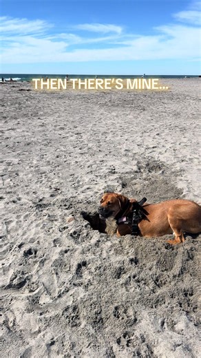 Why Del Mar Dog Beach is a Must-Visit for Dog Lovers