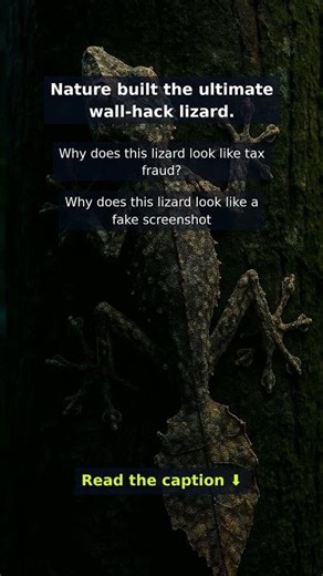 Why does this lizard look like tax fraud in 4K