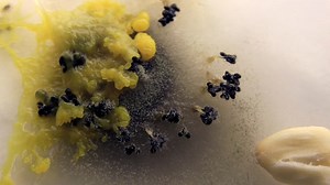 ‘The Creeping Garden’ trailer celebrates slime mold and the weird science it inspires