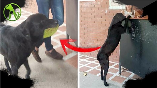 Dog brings a leaf to the store every day to pay for his treats