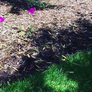 1.1K views · 83 reactions | Animal Control Officer Michelle Morgan...