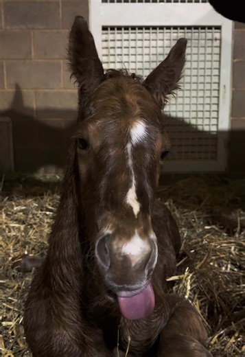 The Joy of Cute Baby Horses: A Heartwarming Look