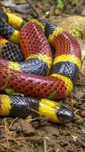 coral snake, the snake that inspires imitators
