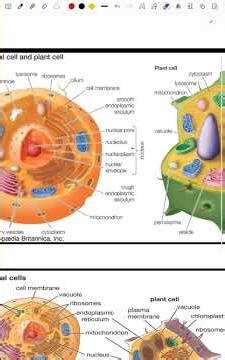 Plant cell vs animal cell | Basics of biology | #cells #biology #neet #mbbs