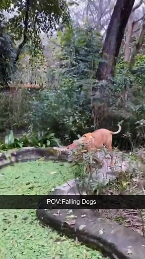 Dogs falling down#dog#funny#funnyanimals#funnypets#animals #dogsofttiktok #pet #foryou #longervideos | funnyvideos79