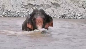 165K views · 8.5K reactions | Sri Nuan mean geantle female. She is a...