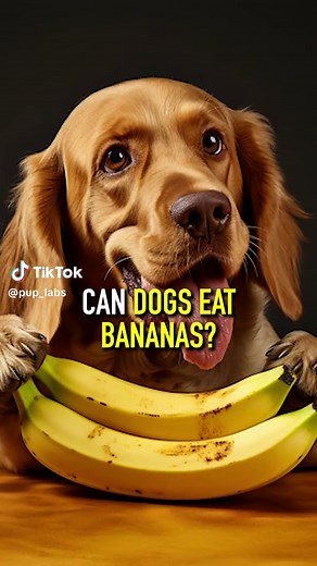 Can Dogs Eat Bananas? Tips and Guidelines for Feeding Your Canine Companion