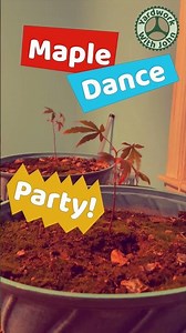 Maple Sapling Dance Party!