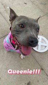 Queenie had an emergency pyometra surgery ( thanks @northfigueroaanimalhospital )a few days ago and is feeling like a billion bucks! What a lucky little dog to have found @______soyoung______ and @pasadenapaws that day! She’s tiny, ya’ll! Under 35 lbs. She’s still decompressing but so far she loves her crate, pajamas, other dogs, and cozy stuff. She will be available to adopt soon. Happy SaturYay!#silverqueen🦄 #ittybittypitty #apurposefulrescue | A Purposeful Rescue