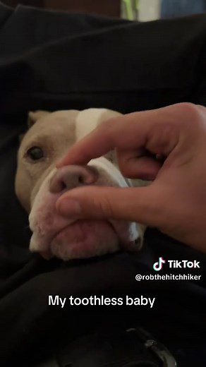 The Journey of My Toothless Rescue Dog