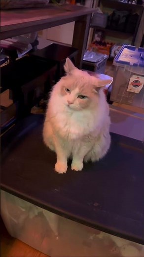 22-Pound Agile Cat: Athletic Jumps & Amazing Skills #shorts