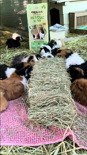 Herd of guinea pigs demolish a mini bale of hay