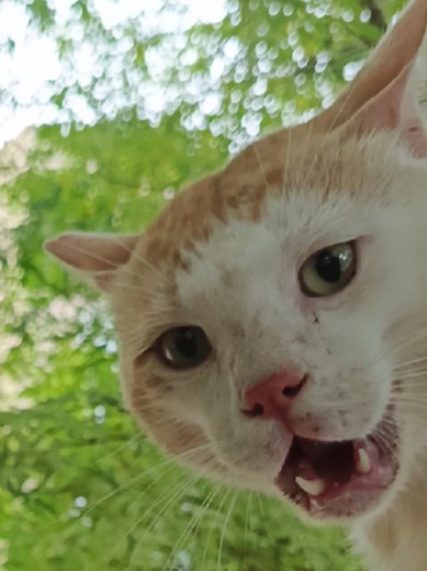 Cat Fight Showdown: Epic Feline Battles