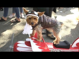 Dogs Dressed In Elaborate Halloween Costumes Compete In Top New York City Parade