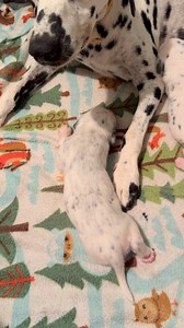 119 reactions | Dalmatians always amaze me. They’re all so different and unique❤️#dalmatian #dalmatianpuppy #dalmatiannation #dalmatiansoftexas #dalmatiansofinstagram #dalmatianworld #puppies #dalmatianlovers #puppiesofinstagram #dalmatianlove | Smart Dalmatians | Facebook