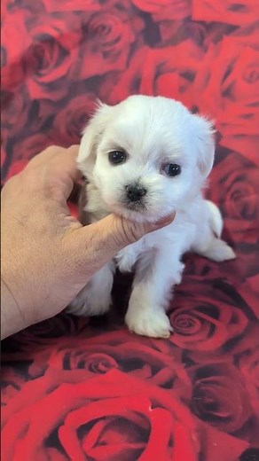 Callie - Female Maltese Puppy