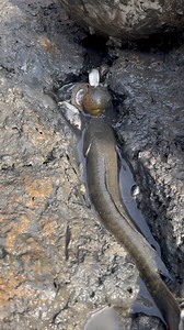 15K views · 19 reactions | Amazing Fish Catching in Mud Hole | Fishing & Village Tradition | Facebook