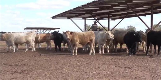 From the Ground Up: Beef’s journey from farm to table