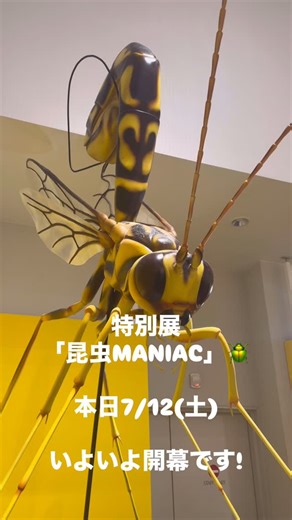 大阪市立自然史博物館| Osaka Museum of Natural History【公式】 on Instagram: "｜特別展「昆虫MANIAC」本日開幕✨🪲｜ ようこそMANIACなムシの世界へ✨ 今回は、展示の様子を昨日開催されました内覧会の様子からお届けいたします🪲 会場内に出現した数々の巨大昆虫模型や、宝石のような美しいムシたち✨ そして・・・怖いもの見たさ🫣のあのムシたちまで、 「ムシ」たちの驚きの多様性の世界を、覗いてみませんか👀✨ 子どもも大人も楽しめる、特別展「昆虫MANIAC」 に是非お越しください✨🦋 皆さまのお越しをお待ちしております! @osaka_shizenshi_koho #大阪市立自然史博物館 #osakamuseumofnaturalhistory #osaka #自然史 #大阪市立自然史博物館特別展 #昆虫maniac #クセすご昆虫たちの競演 #博物館 #博物館巡り #博物館好き#お出かけ #大阪お出かけ#大阪お出かけスポット #子連れお出かけ #子連れお出かけ大阪 #大阪散歩#大阪デート#週末お出かけ #週末お出かけスポット #