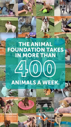 𝐇𝐞𝐥𝐩 𝐥𝐨𝐬𝐭 𝐝𝐨𝐠𝐬 𝐠𝐞𝐭 𝐡𝐨𝐦𝐞 Some who wander are just lost. Support Las Vegas pets by helping lost dogs find their way home! | The Animal Foundation