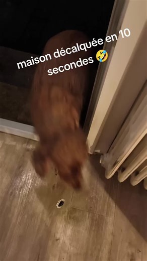 #voilavoila😁😁😁🥰🥰🥰