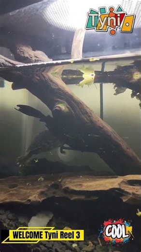 Tiny the Tortuga 🐢 Eating Lettuce 🥬 | Turtle Shorts