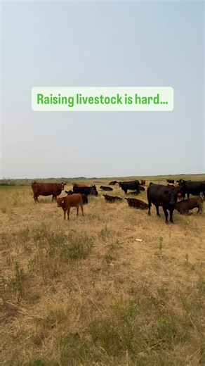 From an empty trough to problems in your farm’s pump house, the HerdHand is to go to solution for producers. Monitor your water systems in real-time and receive text message alerts as soon as the HerdHand detect an issue! Visit our website to learn more. | FarmSimple Solutions Ltd.