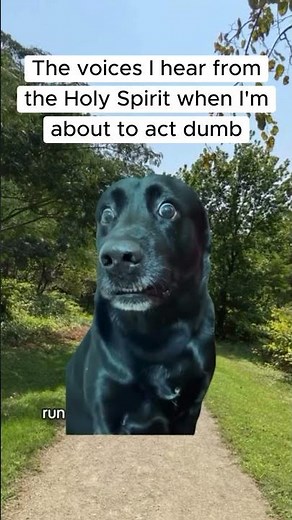 Stay Prayed Up #Meme #Funny #Haha #Laugh #HolySpirit #Prayer #Dog #DogMeme #Animals #Cute #Church