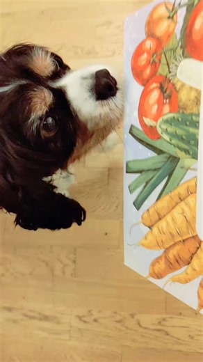 therastrickzoo on TikTok