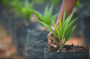 Our Company - PT Dharma Satya Nusantara Tbk (DSNG:IJ)