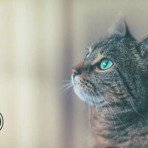 WordPressで動画が再生されない！ときの対処。  /  いがわ