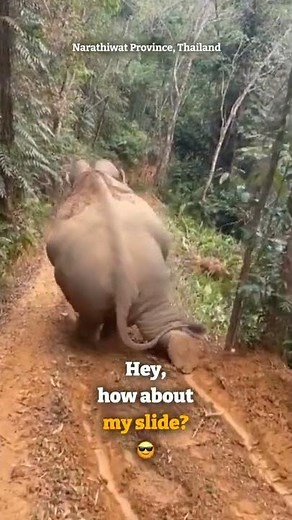 Playful elephant slides down muddy slope on its knees