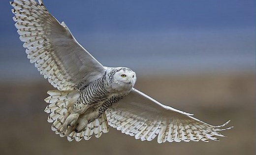 Project SNOWstorm Seizes the Moment to Take a Closer Look at Snowy Owls