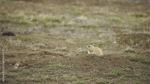 Close as prairie dog emerges from burrow to sit and then feed on grass