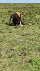 Night gave him a meal. Day gives him a challenge — now he must drag his prize to a far tree for shade.🦁🔥 #Serengeti #WildlifeStory #SafariLife #LionLife #NatureDrama | Manja Kema