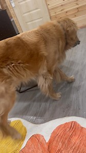 282 reactions · 26 comments | helpful animal | Zandan Ariunbold | Facebook